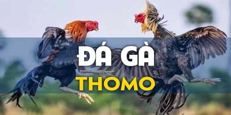 Đá gà thomo tại 8xbet