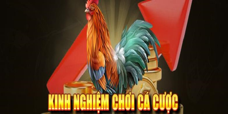 Thủ thuật chơi đá gà luôn chiến thắng