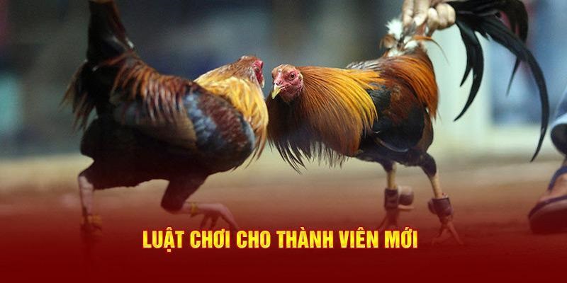 Luật chơi đá gà tại 8Xbet cơ bản cho cược thủ